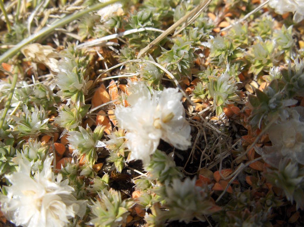 Flora appennino abruzzese - Paronychia kapela