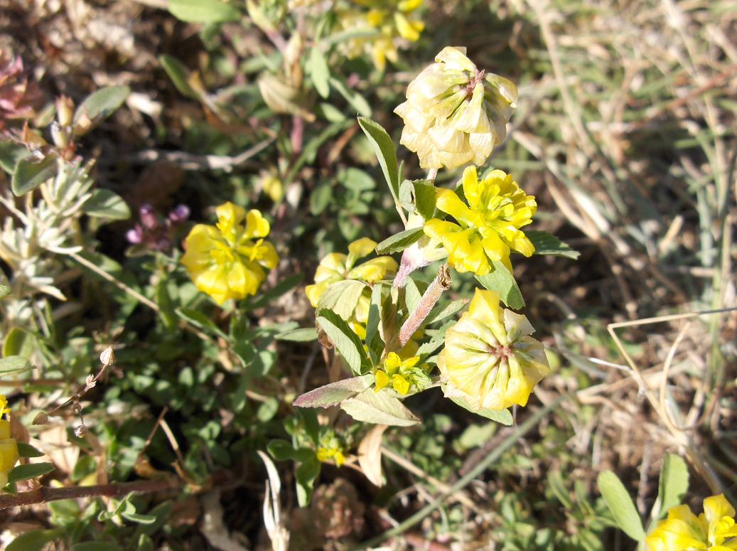 appennino abruzzese 6 - Trifolium sp.