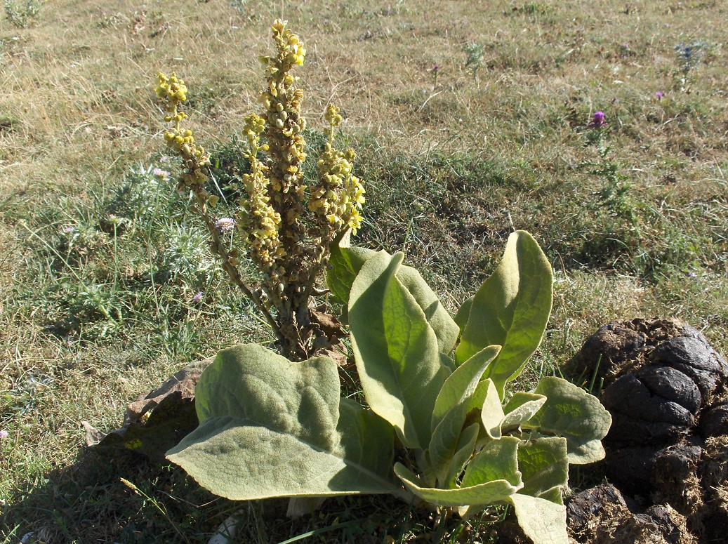 Appennino abruzzese 7 - Verbascum sp.