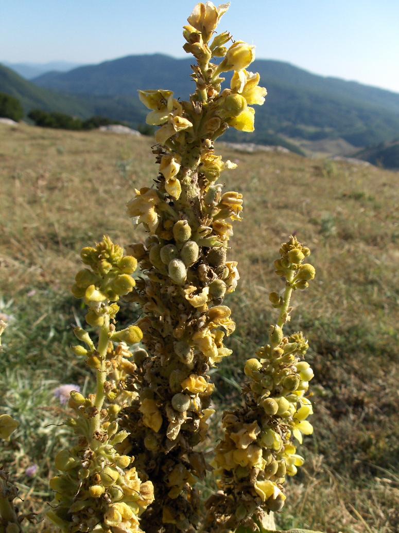 Appennino abruzzese 7 - Verbascum sp.