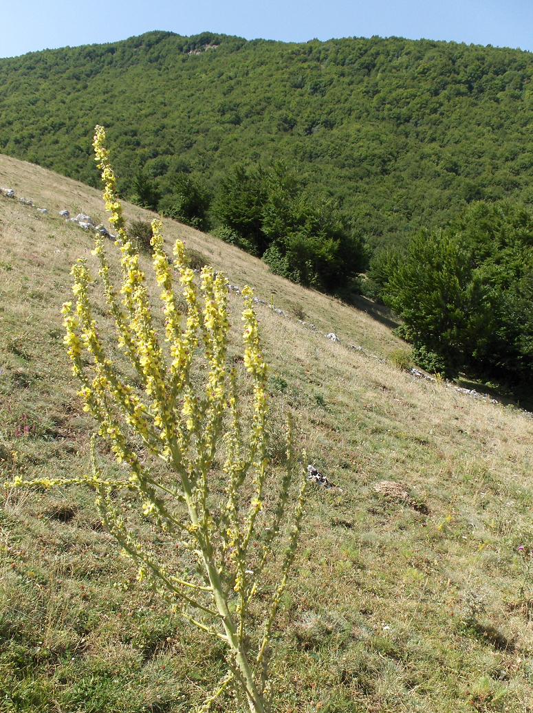 Appennino abruzzese 7 - Verbascum sp.