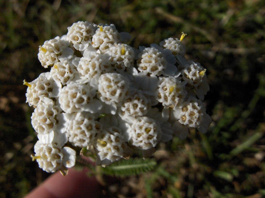 appennino abruzzese 8 - Achillea cfr.millefolium sl.