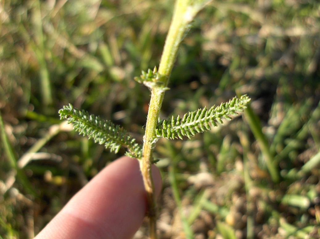 appennino abruzzese 8 - Achillea cfr.millefolium sl.