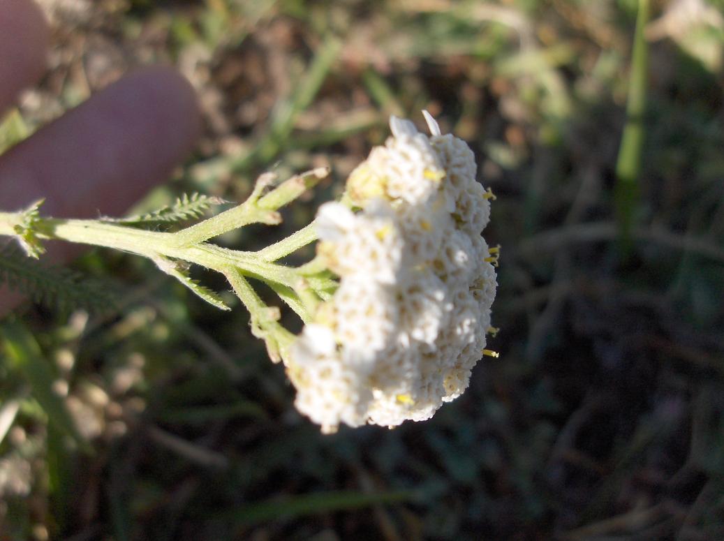 appennino abruzzese 8 - Achillea cfr.millefolium sl.