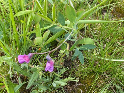 Lathyrus linifolius