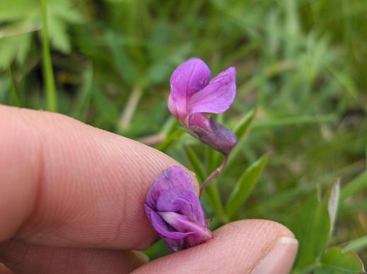 Lathyrus linifolius