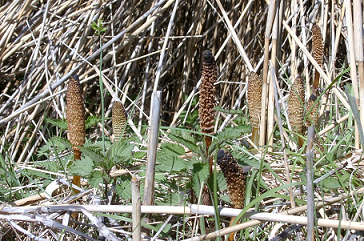 pianta in canneto - Equisetum sp.