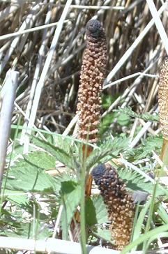 pianta in canneto - Equisetum sp.