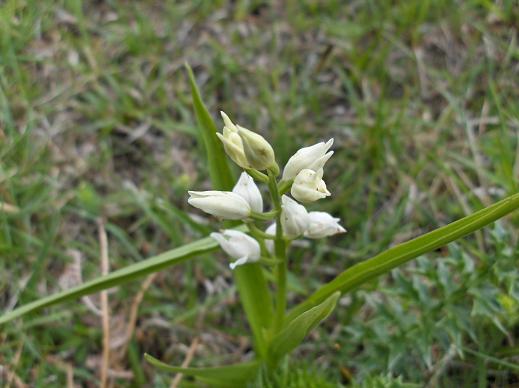 Cephalanthera longifolia