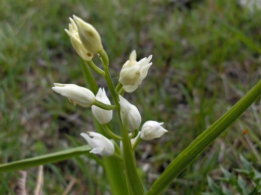 Cephalanthera longifolia