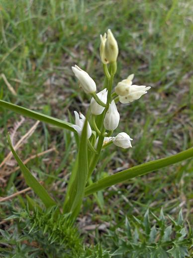 Cephalanthera longifolia