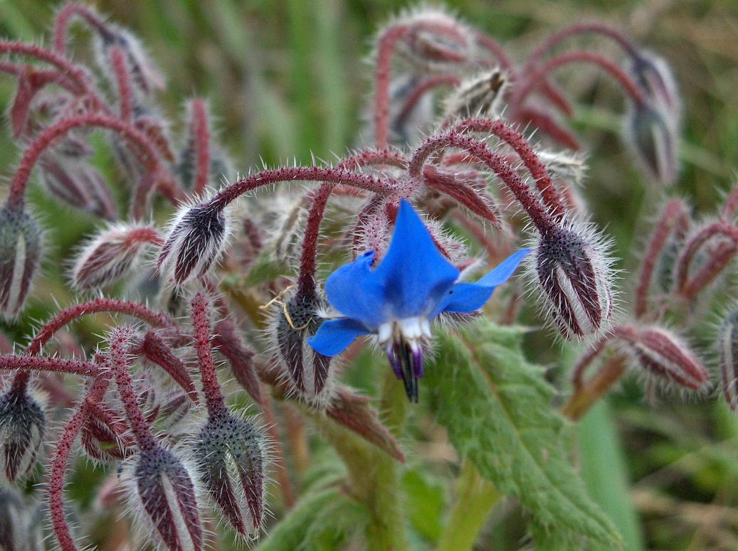 borragine? si, Borago officinalis