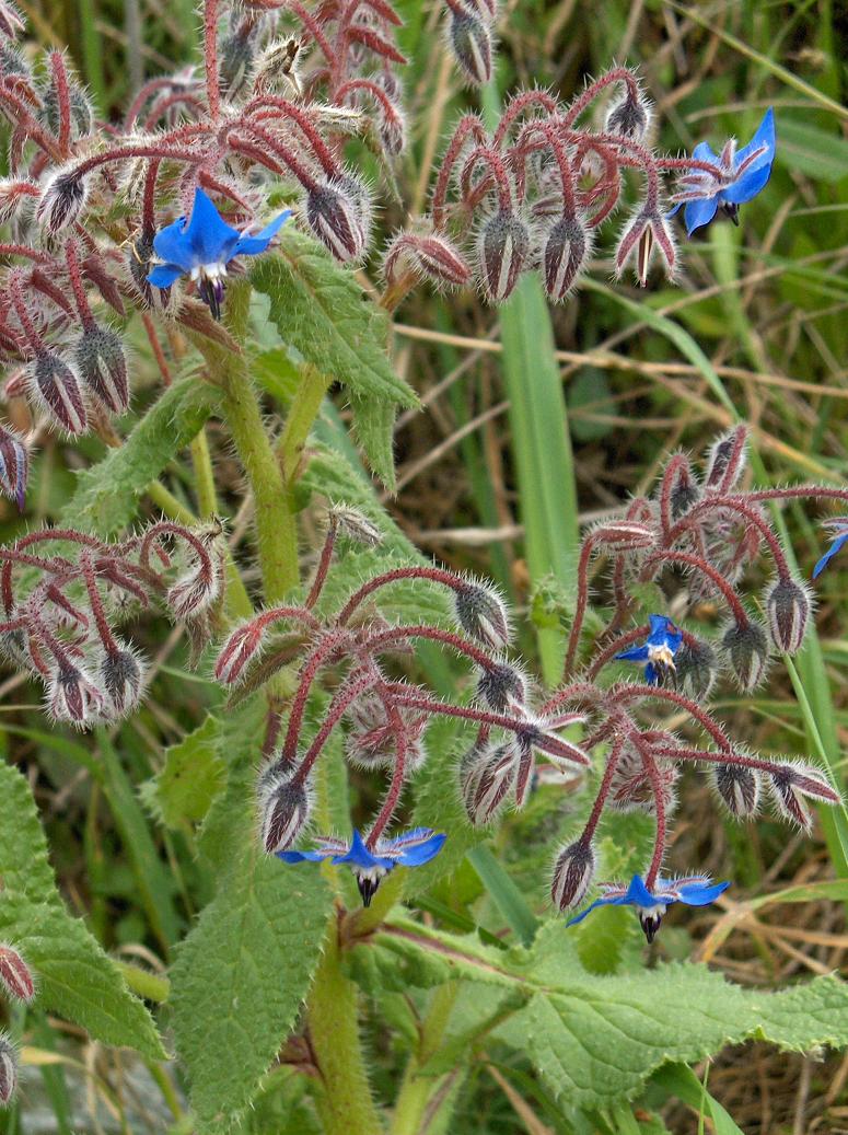 borragine? si, Borago officinalis