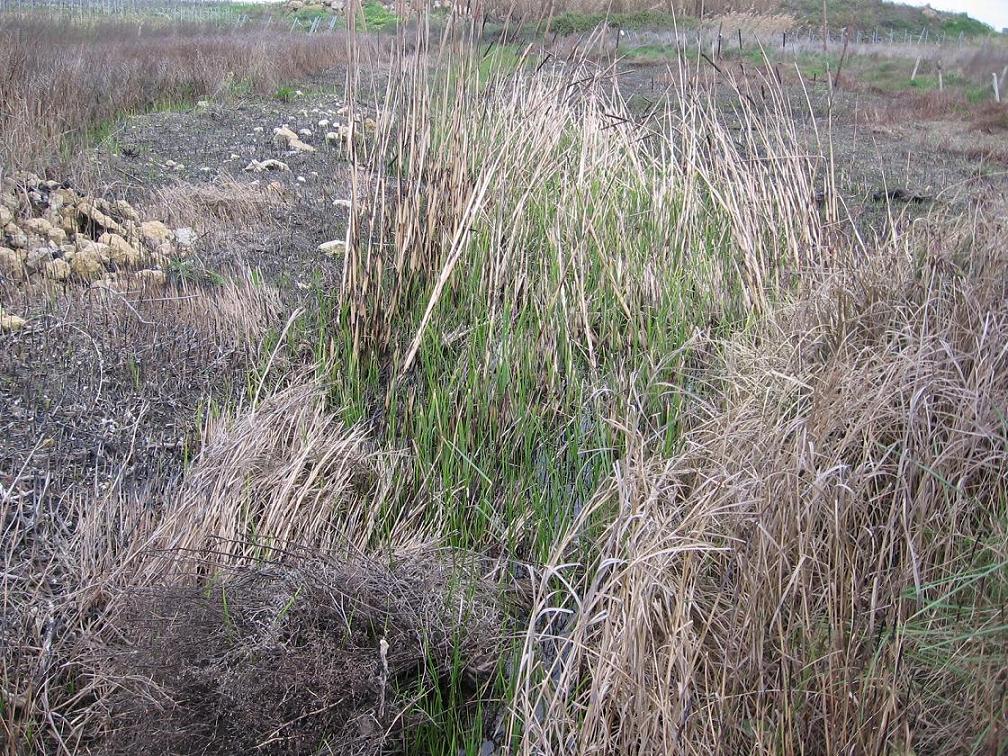 vegetazione area umida - Carex sp.