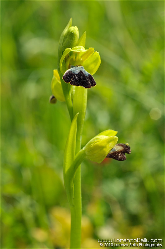 Chi mi aiuta a riconoscere questa orchidea