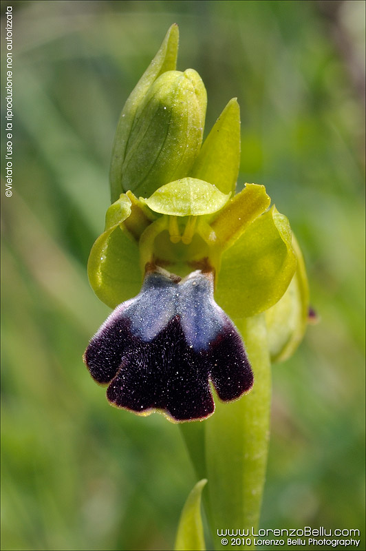 Chi mi aiuta a riconoscere questa orchidea