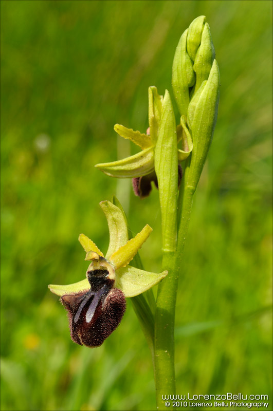 Chi mi aiuta a riconoscere questa orchidea