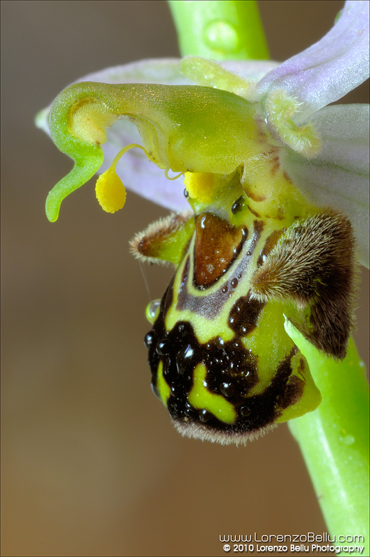 Un aiutino per dare un nome a questa orchidea