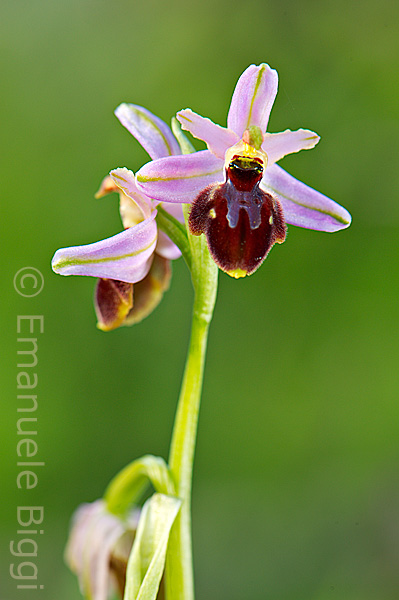 Ophrys da determinare