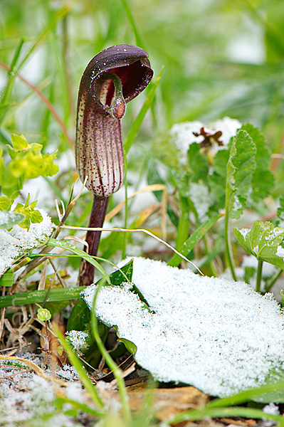 Arisarum vulgare