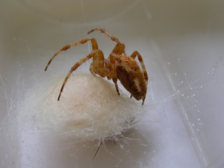 Araneus diadematus