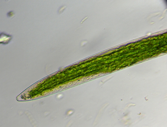 Closterium acerosum