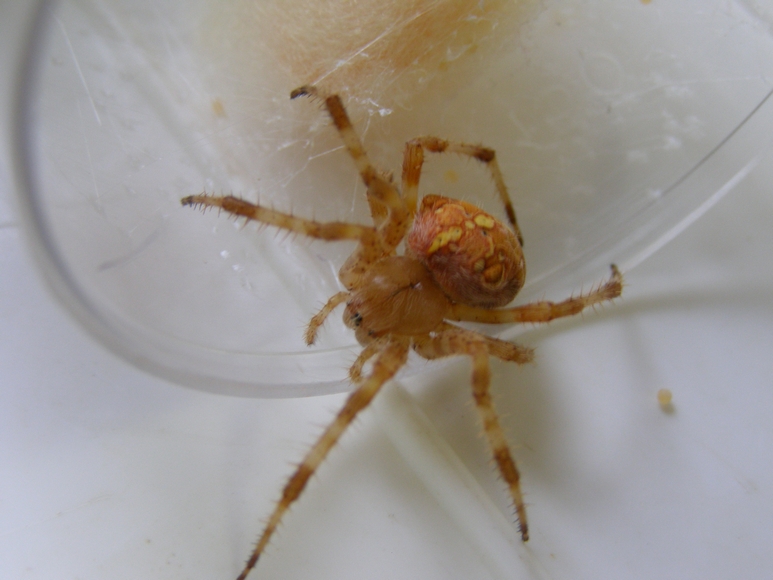 Araneus diadematus