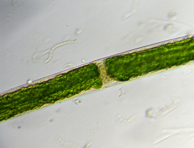 Closterium acerosum