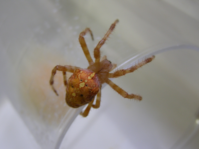 Araneus diadematus