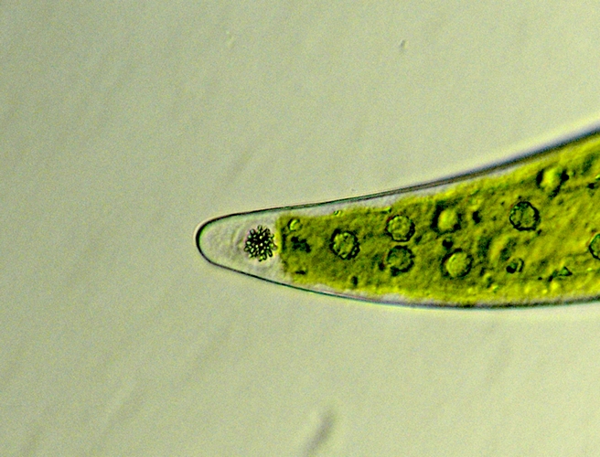 Closterium ehrenbergii