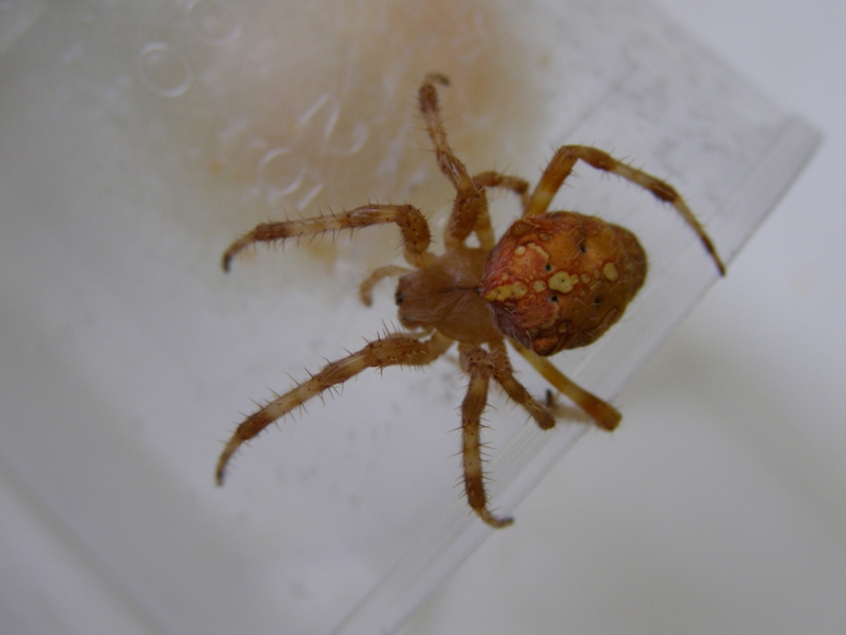 Araneus diadematus