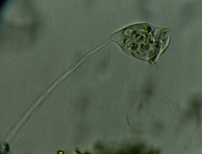 VORTICELLA 4