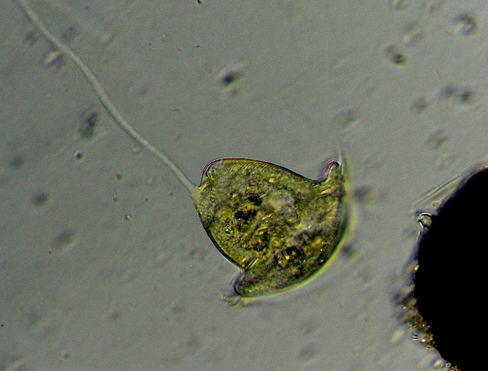 VORTICELLA 5