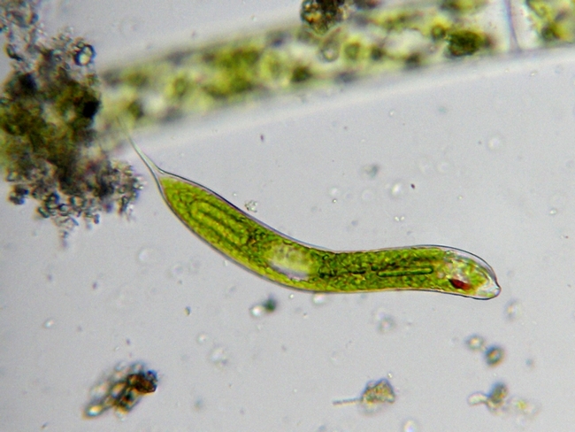 EUGLENA ?