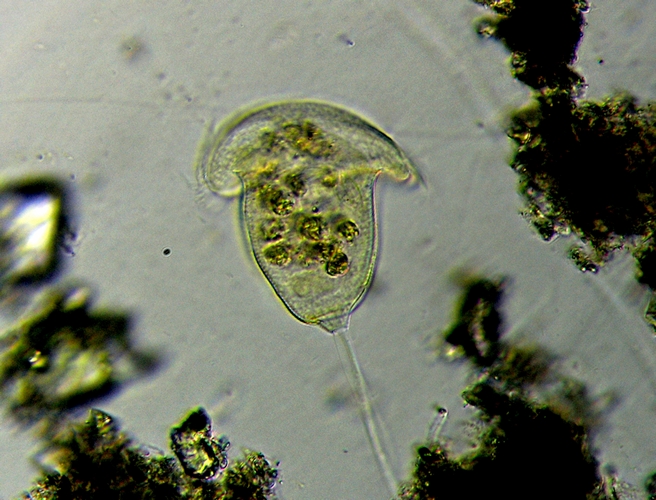 VORTICELLA 5