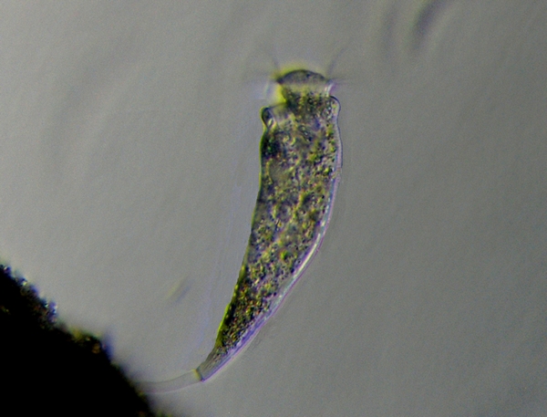 VORTICELLA 6