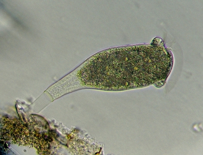 VORTICELLA 6