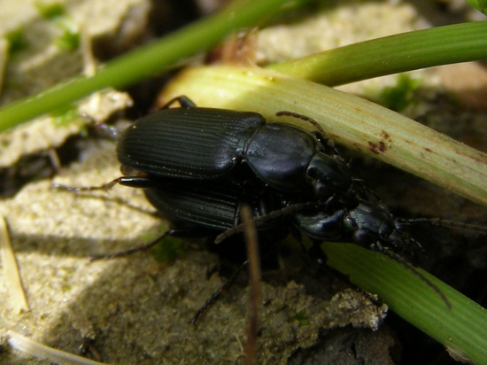 Carabidae Pterostichus puncticollis