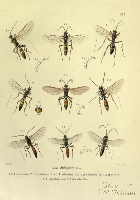 Ichneumonidae: Diphyus sp.?