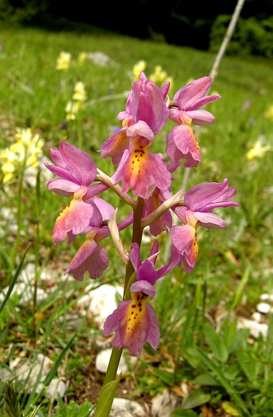 Orchis colemanii - variazioni cromatiche