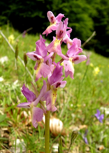 Orchis colemanii - variazioni cromatiche