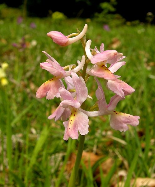 Orchis colemanii - variazioni cromatiche