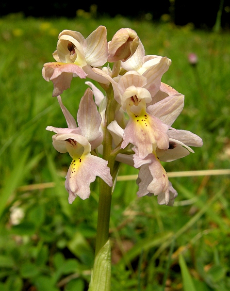 Orchis colemanii - variazioni cromatiche