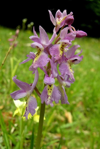 Orchis colemanii - variazioni cromatiche