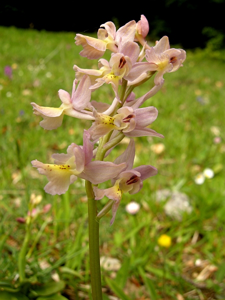 Orchis colemanii - variazioni cromatiche