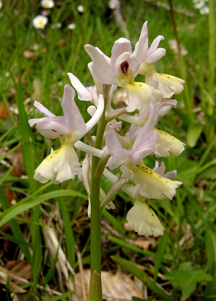 Orchis colemanii - variazioni cromatiche