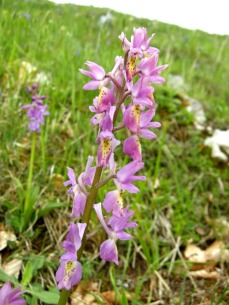 Orchis colemanii - variazioni cromatiche