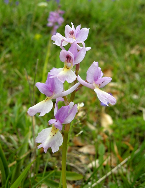 Orchis colemanii - variazioni cromatiche