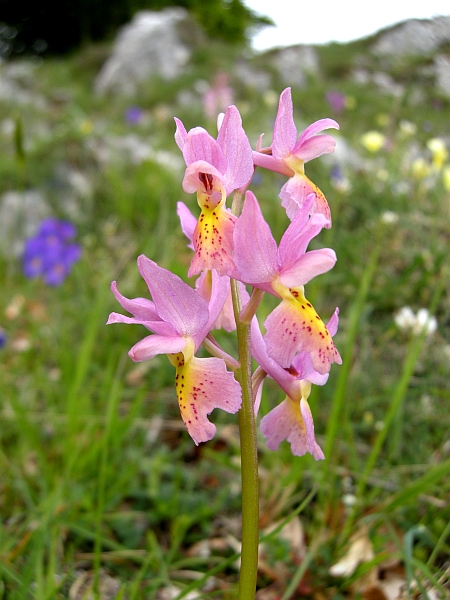 Orchis colemanii - variazioni cromatiche