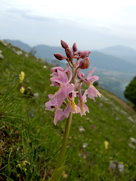 Orchis colemanii - variazioni cromatiche